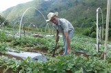 Alimentación. ¿Un deseo o un derecho?  Una experiencia sobre seguridad alimentaria en el occidente de Honduras